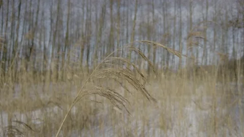 Winter grass Stock Footage 150186577
