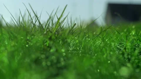 Winter grass loop 2 스톡 동영상 10749525