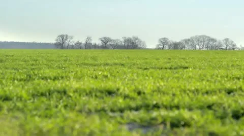 Winter grass loop 스톡 동영상 10749511