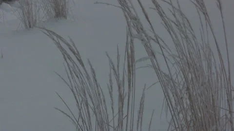 Winter Grass Medium Stock Footage 992221