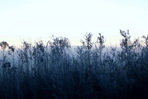 Winter grass Stock Photos