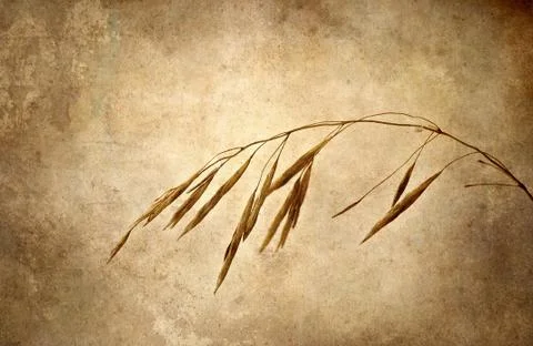 Winter grass. Stock Photos