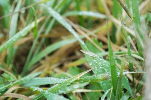 Winter grass Stock Photos