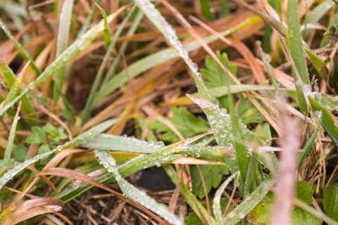 Winter grass Stock Photos