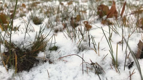 Winter grass with the snow Stock Footage 162940576