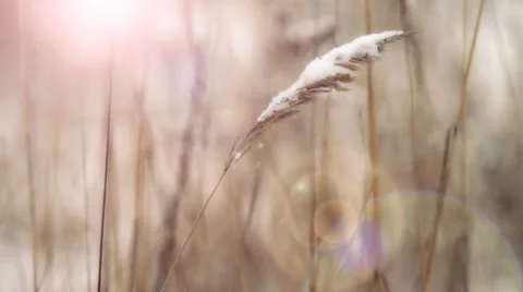 Winter grass in sun rays. Stock Footage 1086208