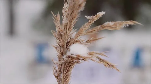 Winter grass in sun rays. Vidéo 60981608