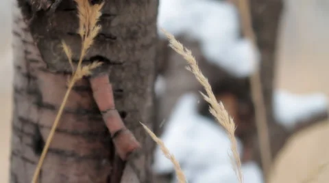 Winter grass at a tree. Stock Footage 1052553