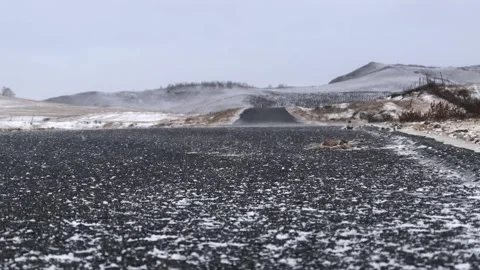 Winter grassland Stock Footage 168603960