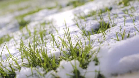 Winter Grassland with Snow Coverage Backlighting and Light Bokeh Stock Footage 341855535