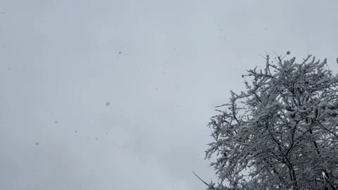 Winter gray sky with falling snow and snowy tree Stock Footage 221714522