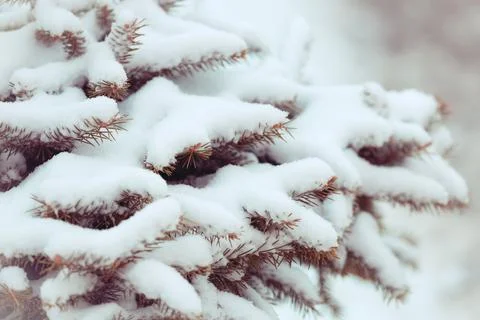 Winter green fir needles background Stock Photos