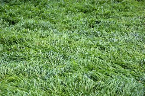 Winter green Stock Photos