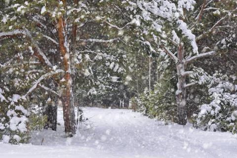 Winter green pine forest with path with large snow drifts under heavy snowfall Stock Photos