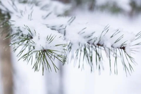 Winter green pine needles background Stock Photos