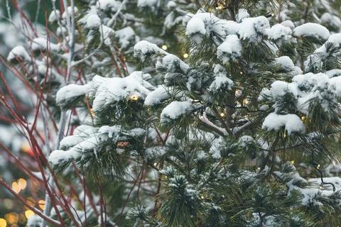 Winter green pine needles background Foto stock