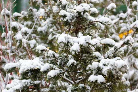 Winter green pine needles background Stock Photos