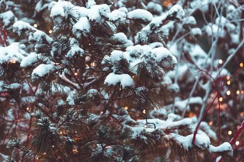 Winter green pine needles background Stock Photos