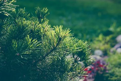 Winter green pine needles background Stock Photos