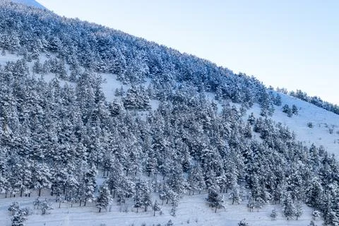 Winter green pine trees covered with snow . Seasons concept Stock Photos