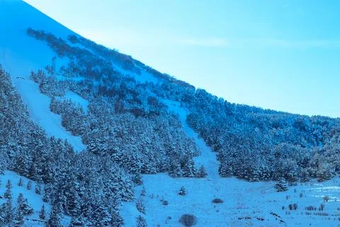 Winter green pine trees covered with snow . Seasons concept Foto stock