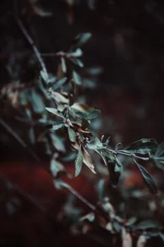 Winter Greenery Up Close Stock Photos