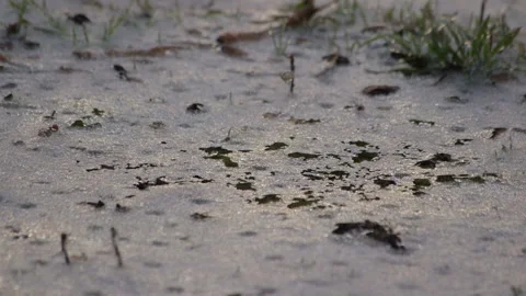 Winter ground thaw ice Stock Footage 148594907