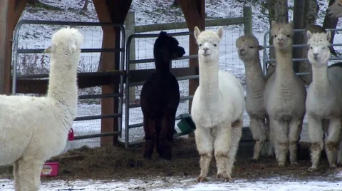 Winter - Group of Llamas in the Barn Stock Footage 42942099