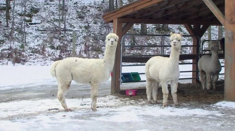 Winter - Group of Llamas at the Farm Stock Footage 42942140