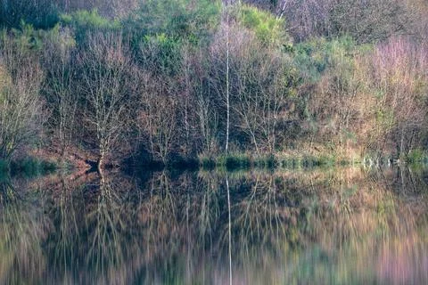 Winter grove of birch trees reflected in the pristine surface of a lagoon Stock Photos