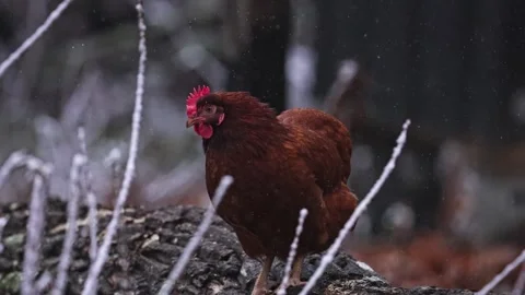Winter Guardian: A Red Hen Perched Upon a Frosted Log Stockbeeldmateriaal 323975742