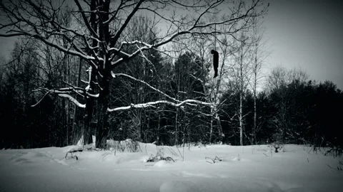 Winter hangman Stock-Footage 86443824