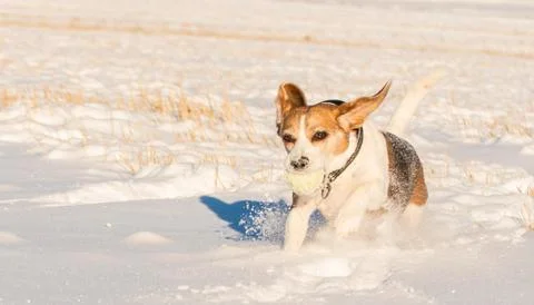 Winter happines 库存照片