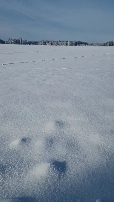 Winter Harmony – Forest Between Sky and Snow Video stock 309300392