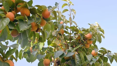 Winter harvest Video stock 118616445