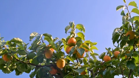Winter harvest Vidéo 118641177