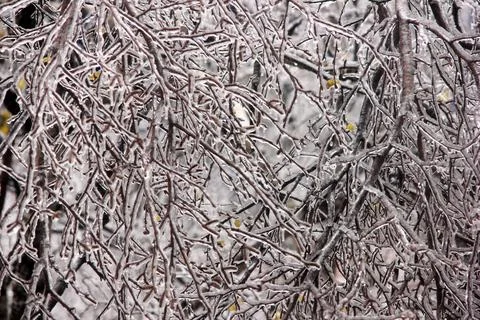 Winter has come. Tree branches covered with ice. Trees after an icy rain. Foto stock