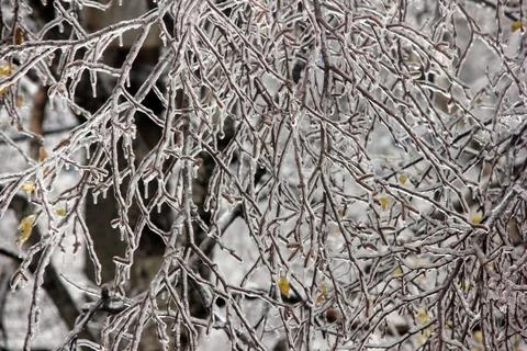 Winter has come. Tree branches covered with ice. Trees after an icy rain. Stock Photos