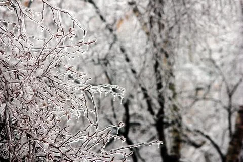 Winter has come. Tree branches covered with ice. Trees after an icy rain. Stock Photos
