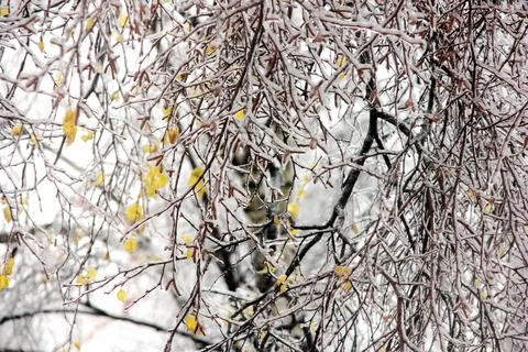 Winter has come. Tree branches covered with ice. Trees after an icy rain. Foto stock
