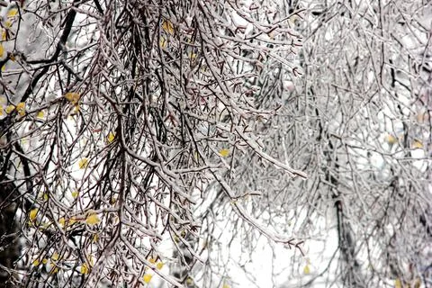 Winter has come. Tree branches covered with ice. Trees after an icy rain. Stock Photos