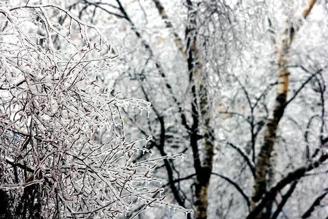 Winter has come. Tree branches covered with ice. Trees after an icy rain. Stock Photos