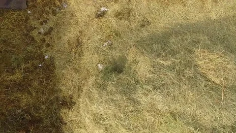Winter hay top view Stock Footage 73868612