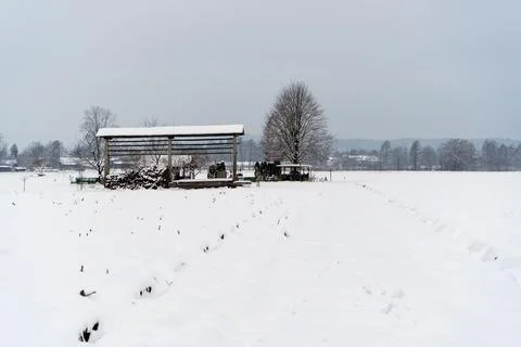 Winter haystack and tree Stock Photos