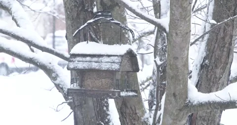 WINTER HEAVY SNOW BIRDFEEDER IN A TREE BIRDS FLYING IN 4K Stock Footage 302487946