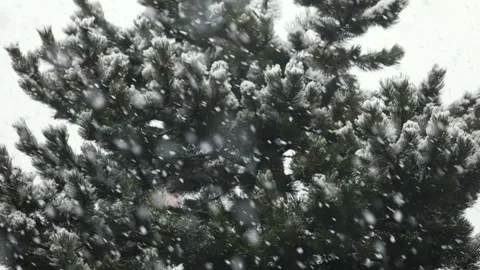 Winter. Heavy snowfall and blizzard swirling around the pine tree Stock Footage 147448127