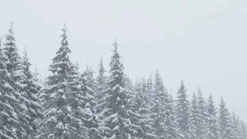 Winter heavy snowfall on the forest Stock Footage 87848960