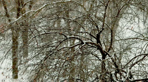 Winter Heavy Snowing 스톡 동영상 720831