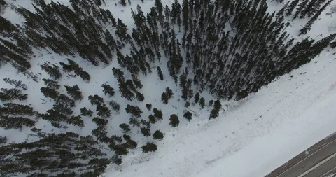 Winter Herd of Deer jump through Forest Vídeo Stock 89110689