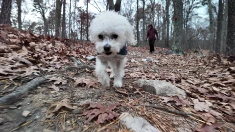 Winter Hike Through the Forest With a Dog Near Berkeley Springs in West Virginia Stock Footage 296062014